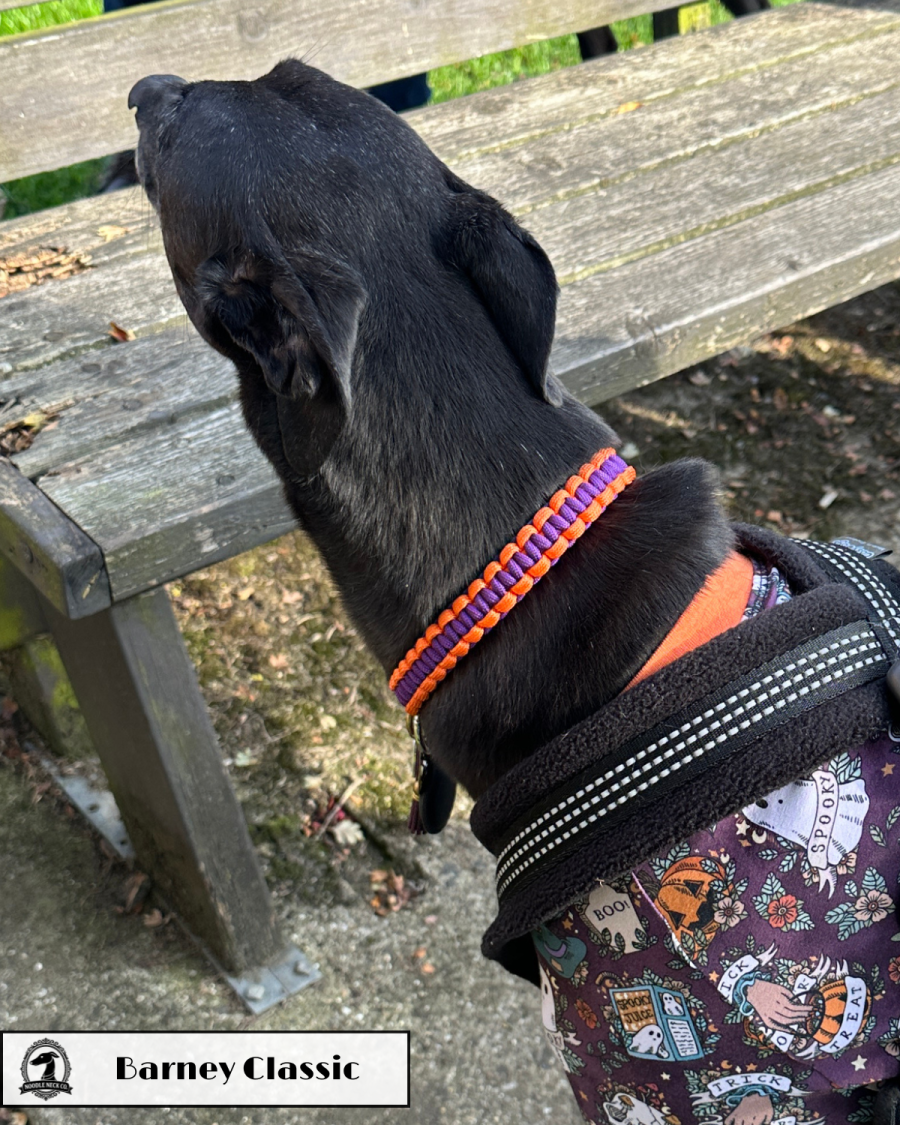Barney Classic House Collar - Classic Colours