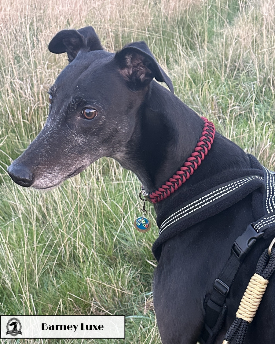 Build Your Own Custom Luxe Collar