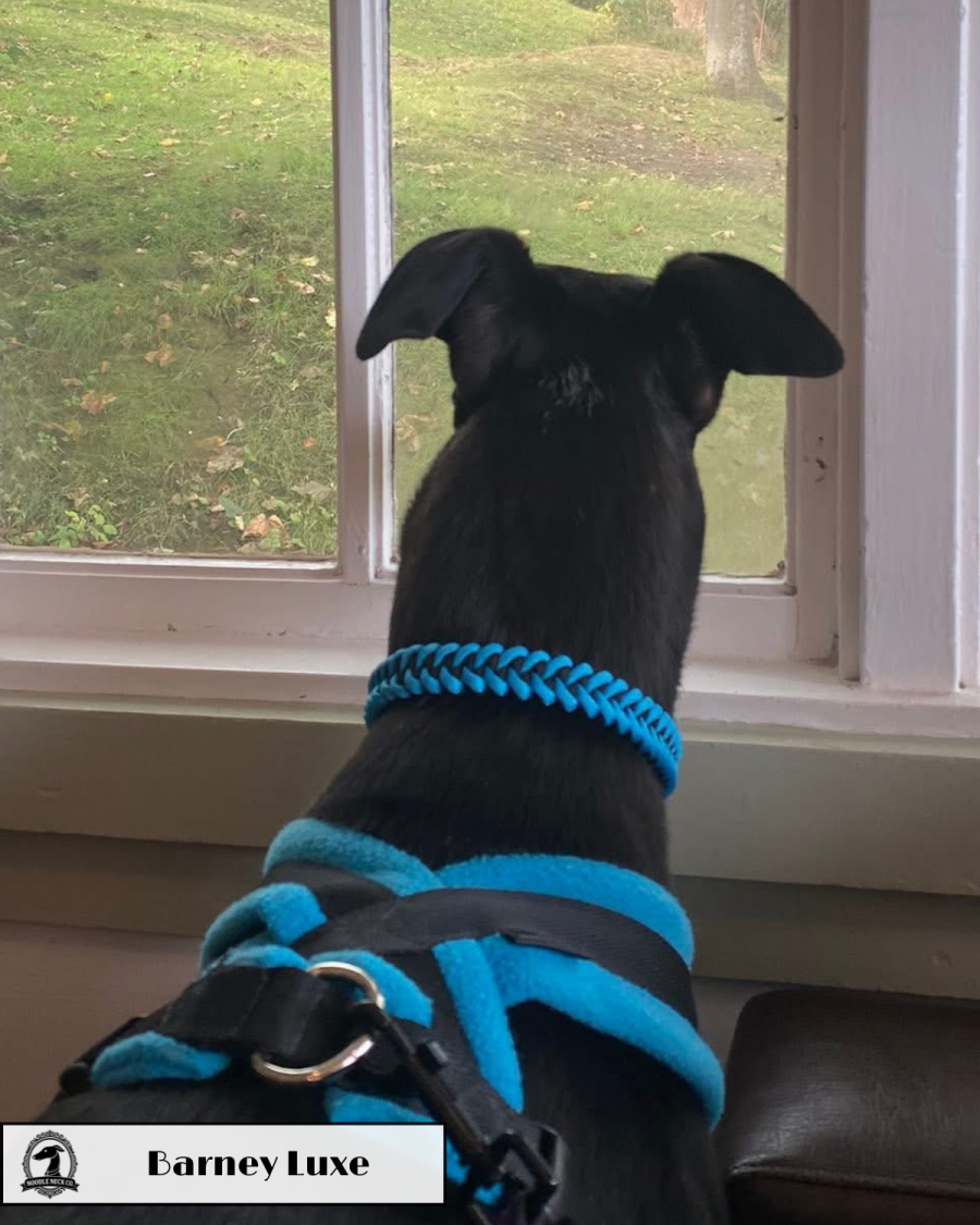 Barney Luxe House Collar - Classic Colours