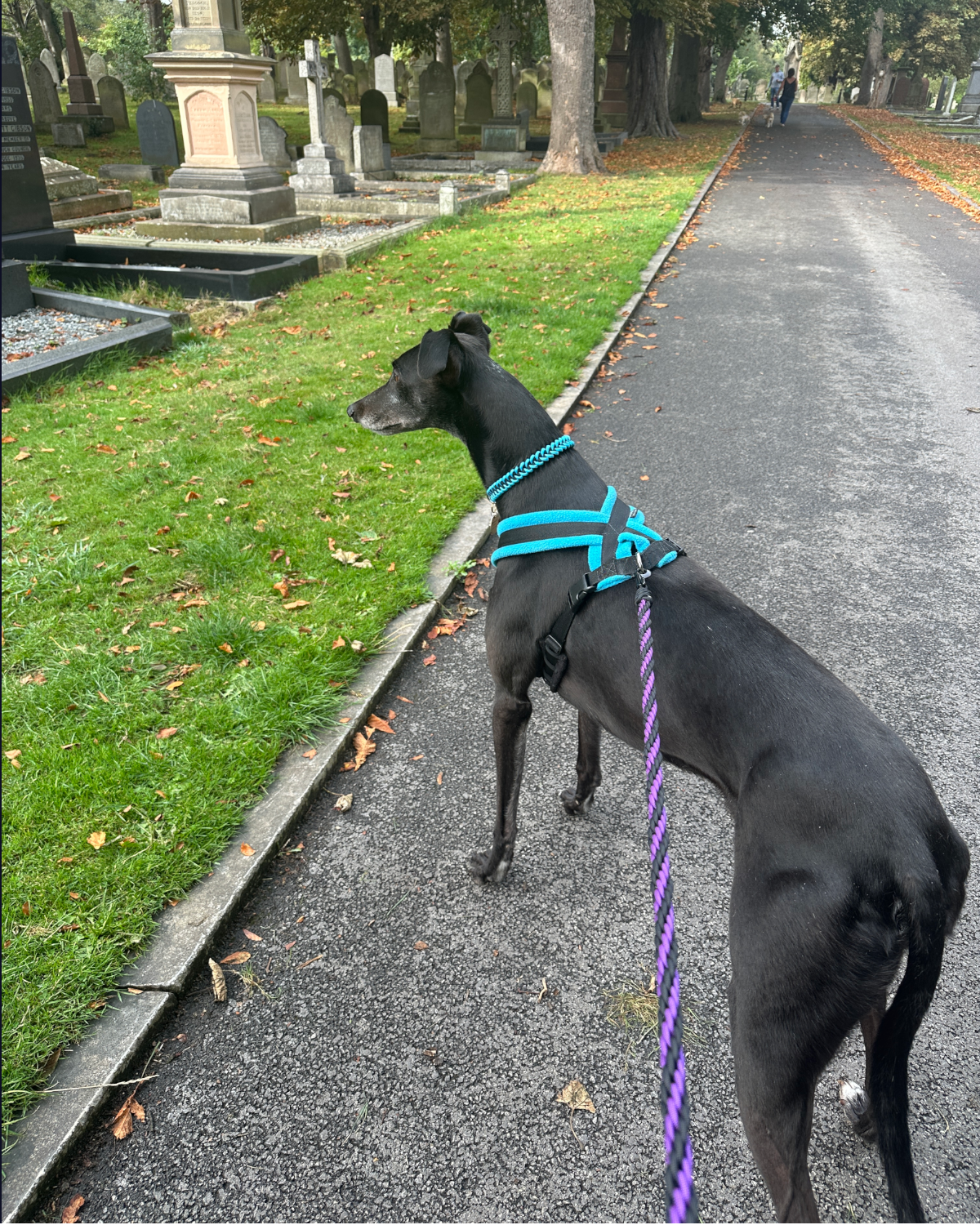 The Paracore - Image 3