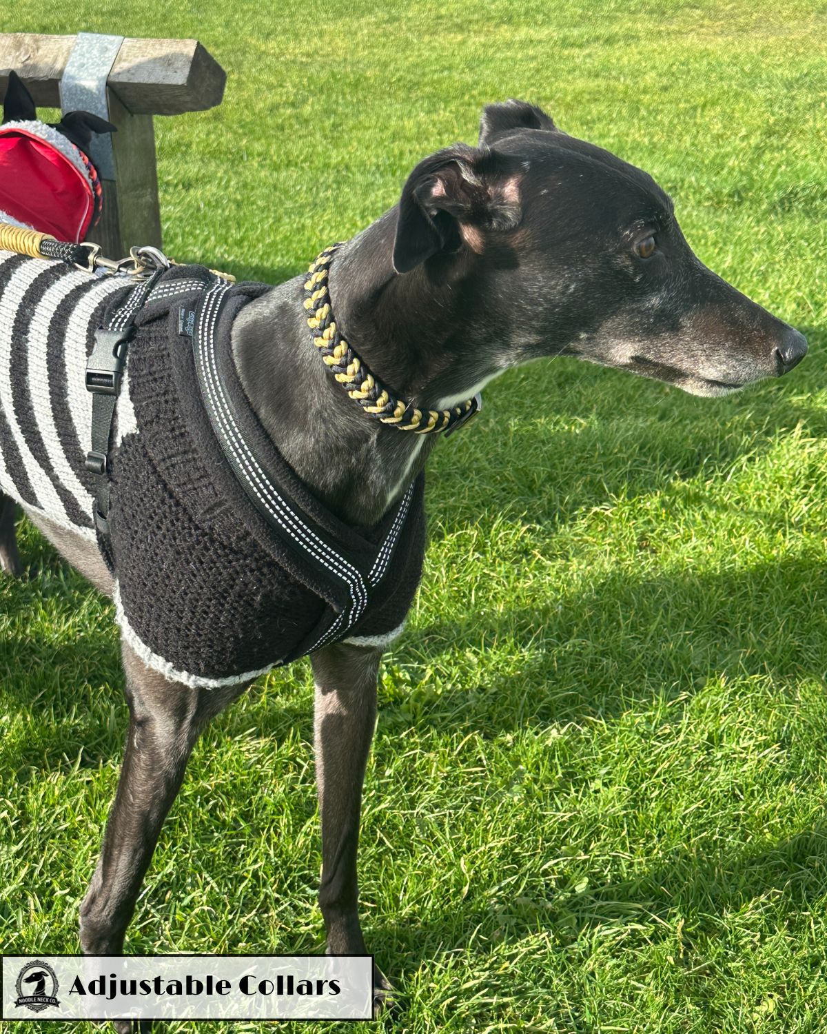 Sir Barney Adjustable House Collar - Image 5