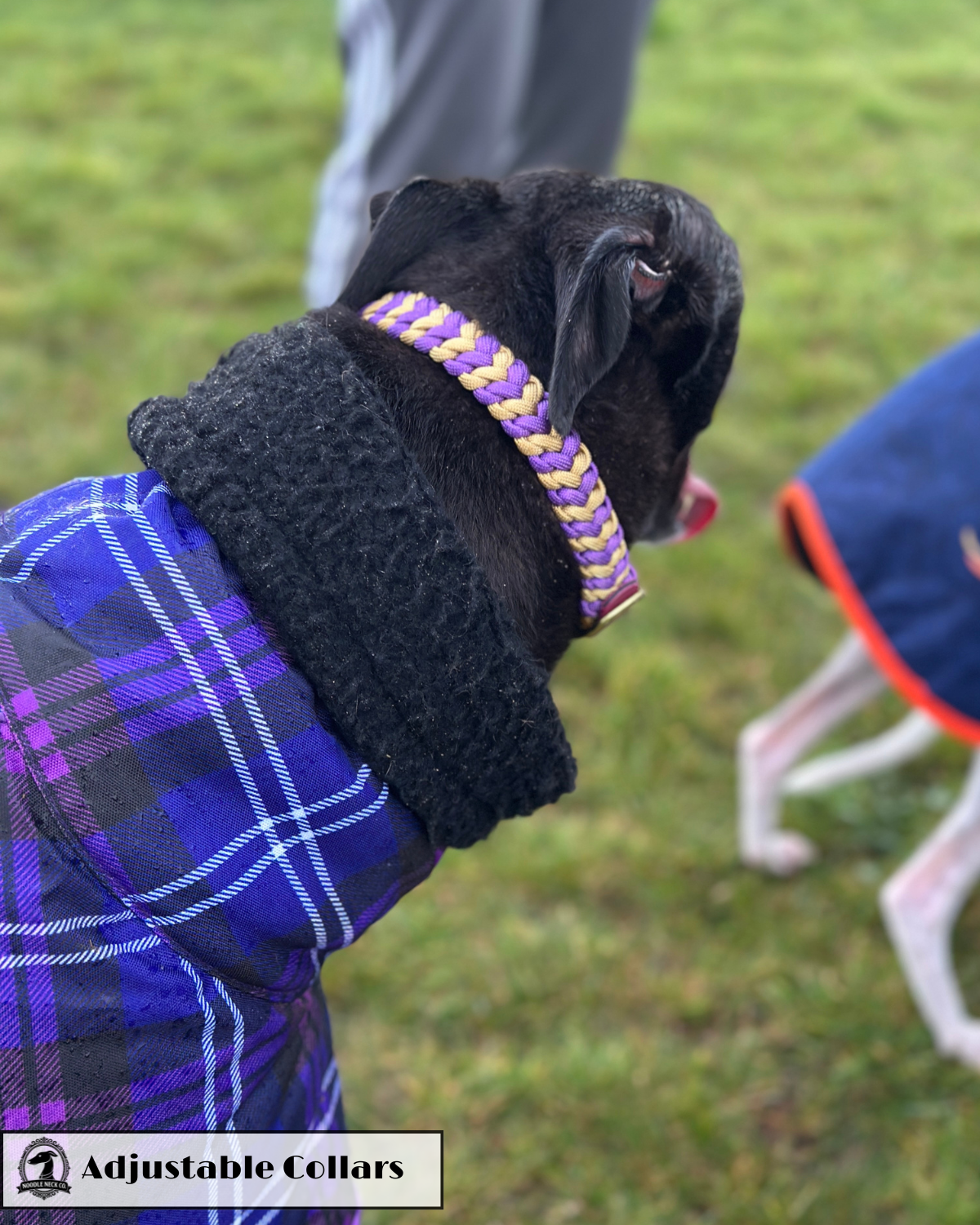 Sir Barney Adjustable House Collar - Image 7