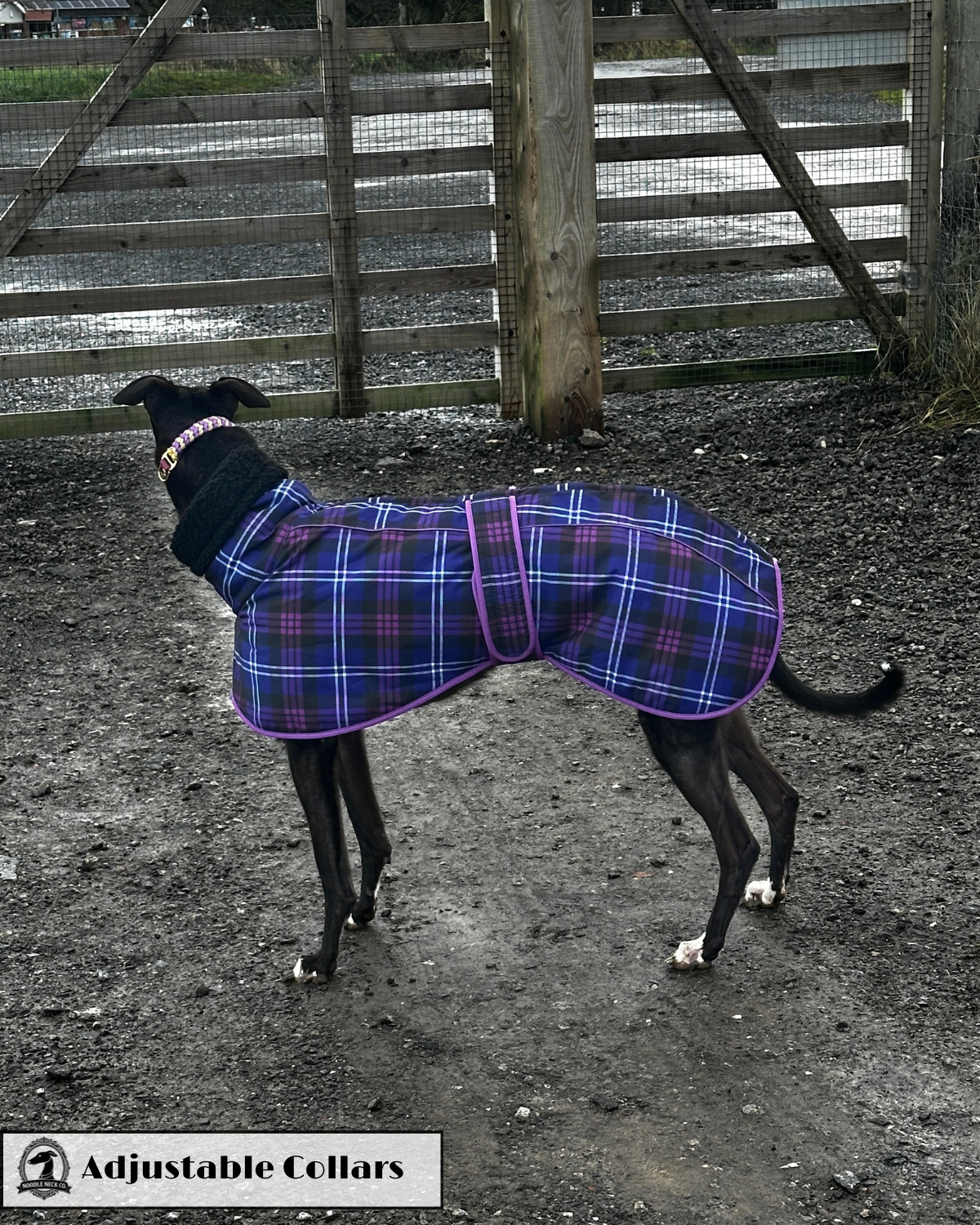 Sir Barney Adjustable House Collar - Image 8