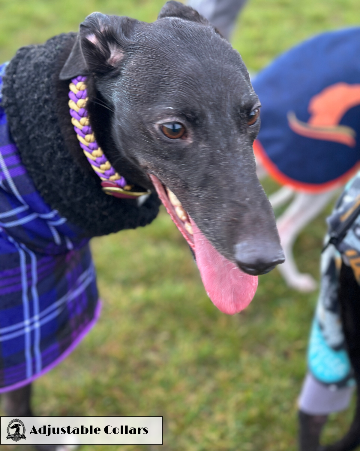 Sir Barney Adjustable House Collar - Image 6