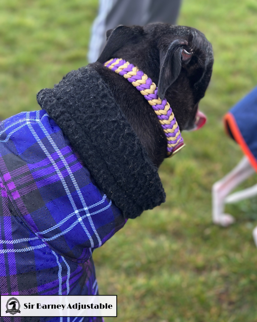 Sir Barney Adjustable House Collar
