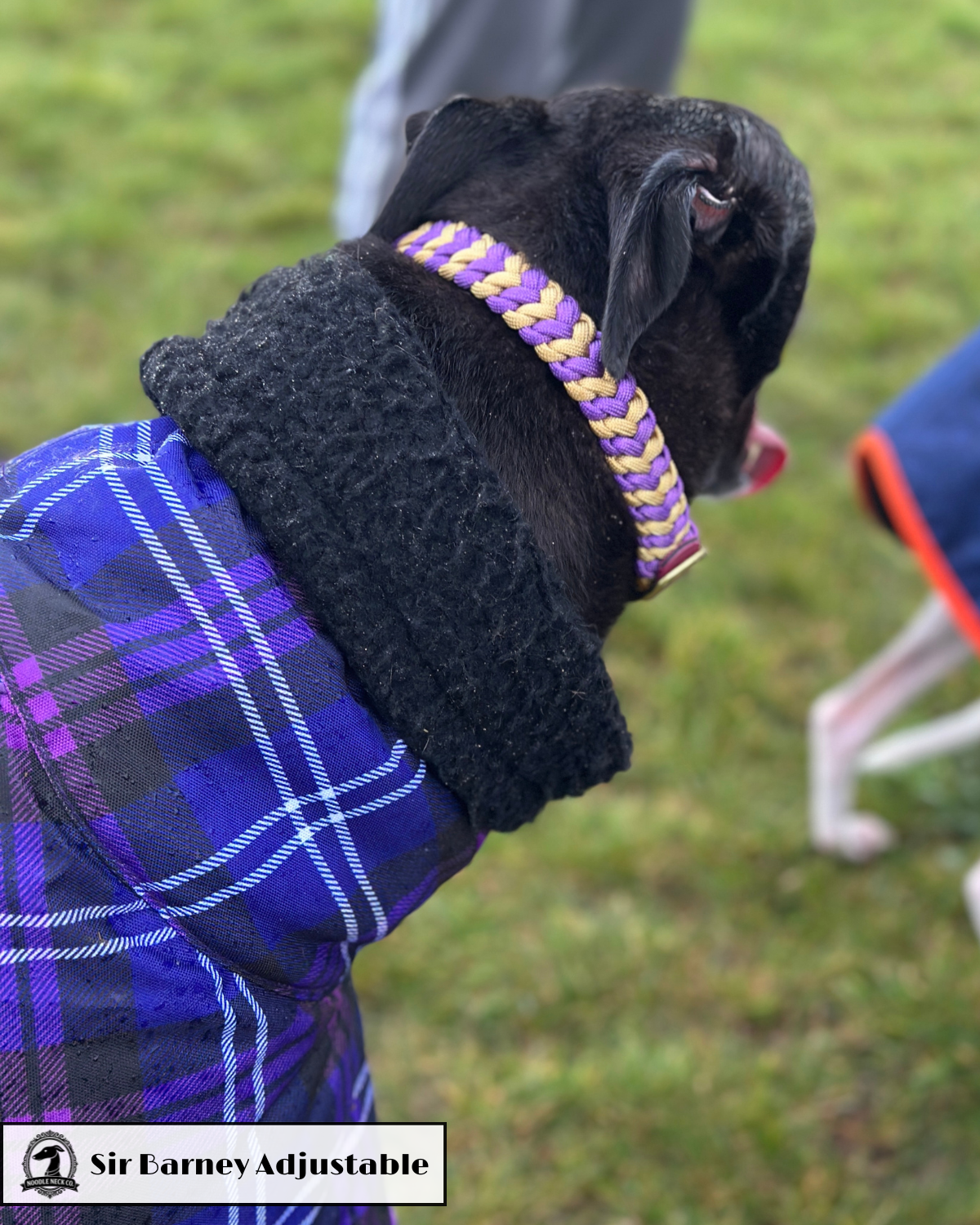 Sir Barney Adjustable House Collar
