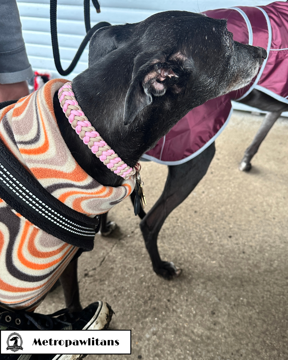 Sir Barney Puppuccino Patrol Collar