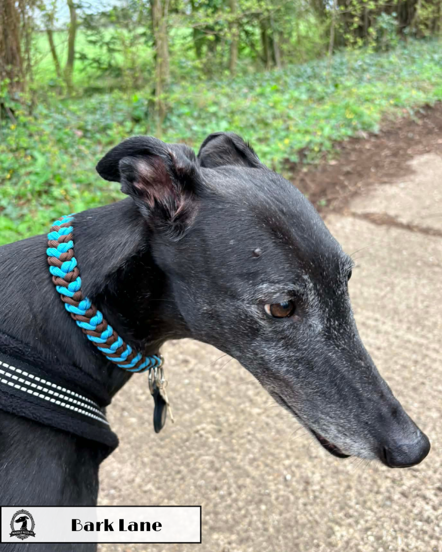 Sir Barney Bark Lane Collar