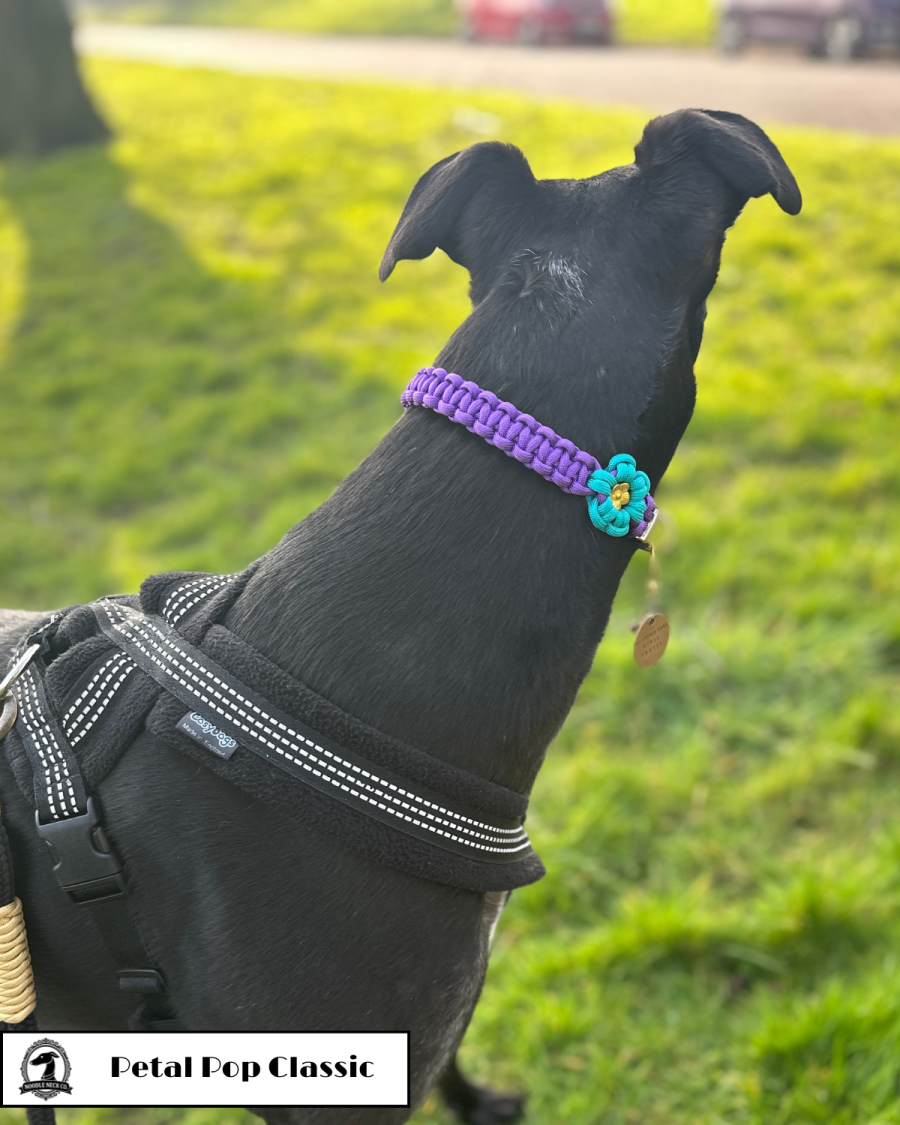 Petal Pop Classic Tag Collar