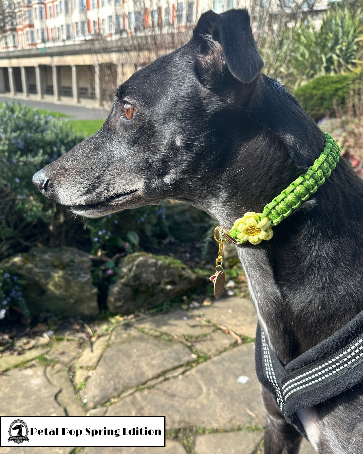 Petal Pop Tag Collar- Spring Edition