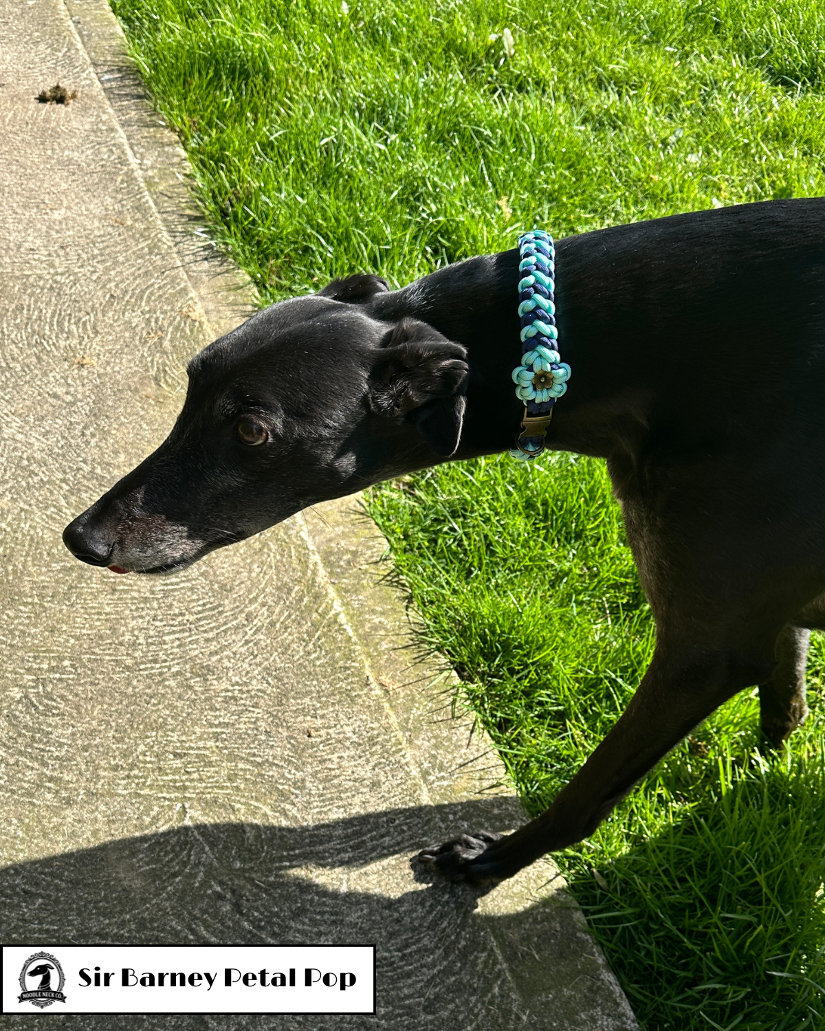 Sir Barney Petal Pop Collar - Image 2