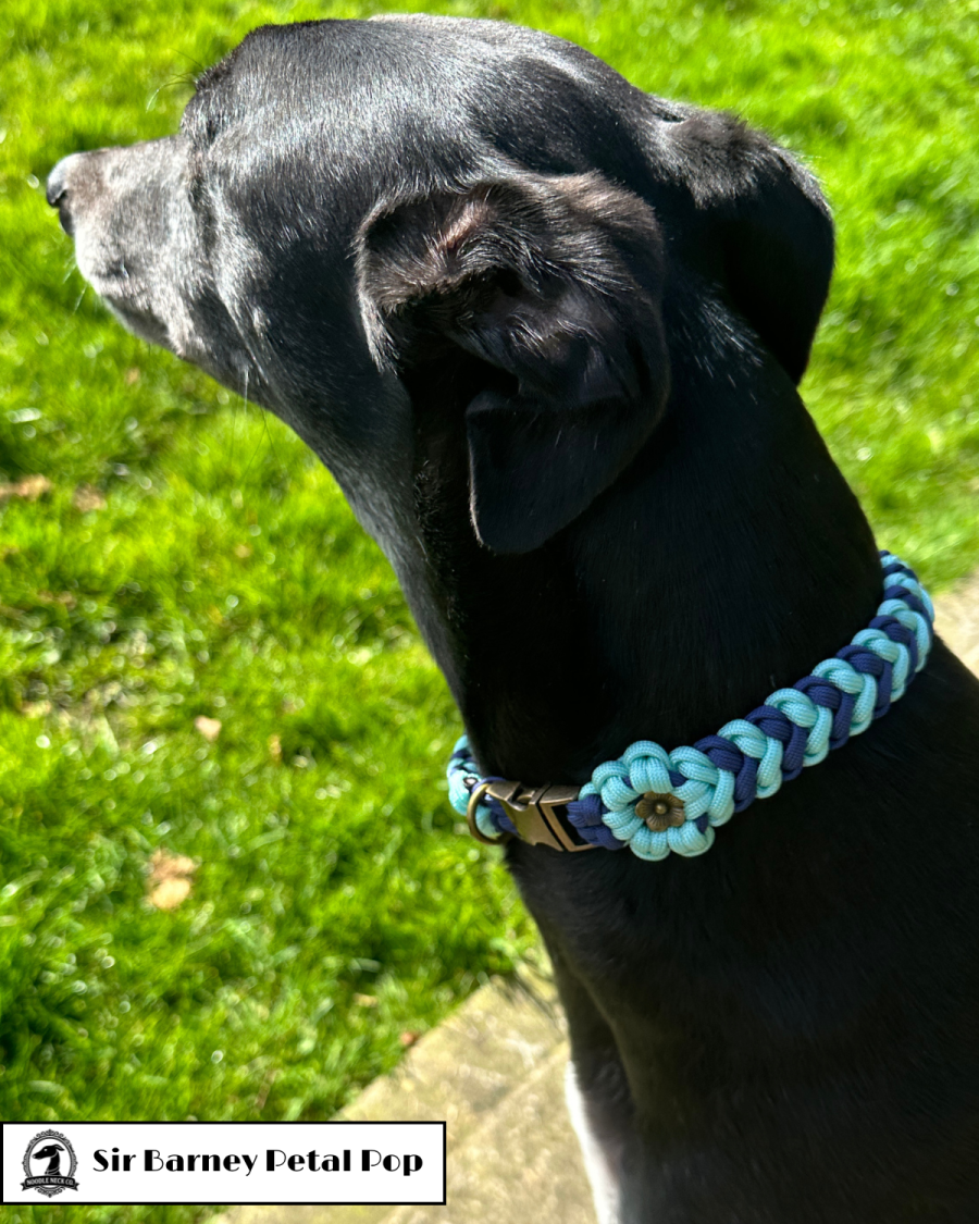 Sir Barney Petal Pop Collar