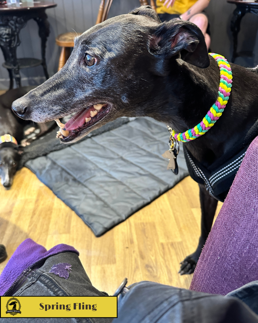 Spring Fling - Limited Edition Collar