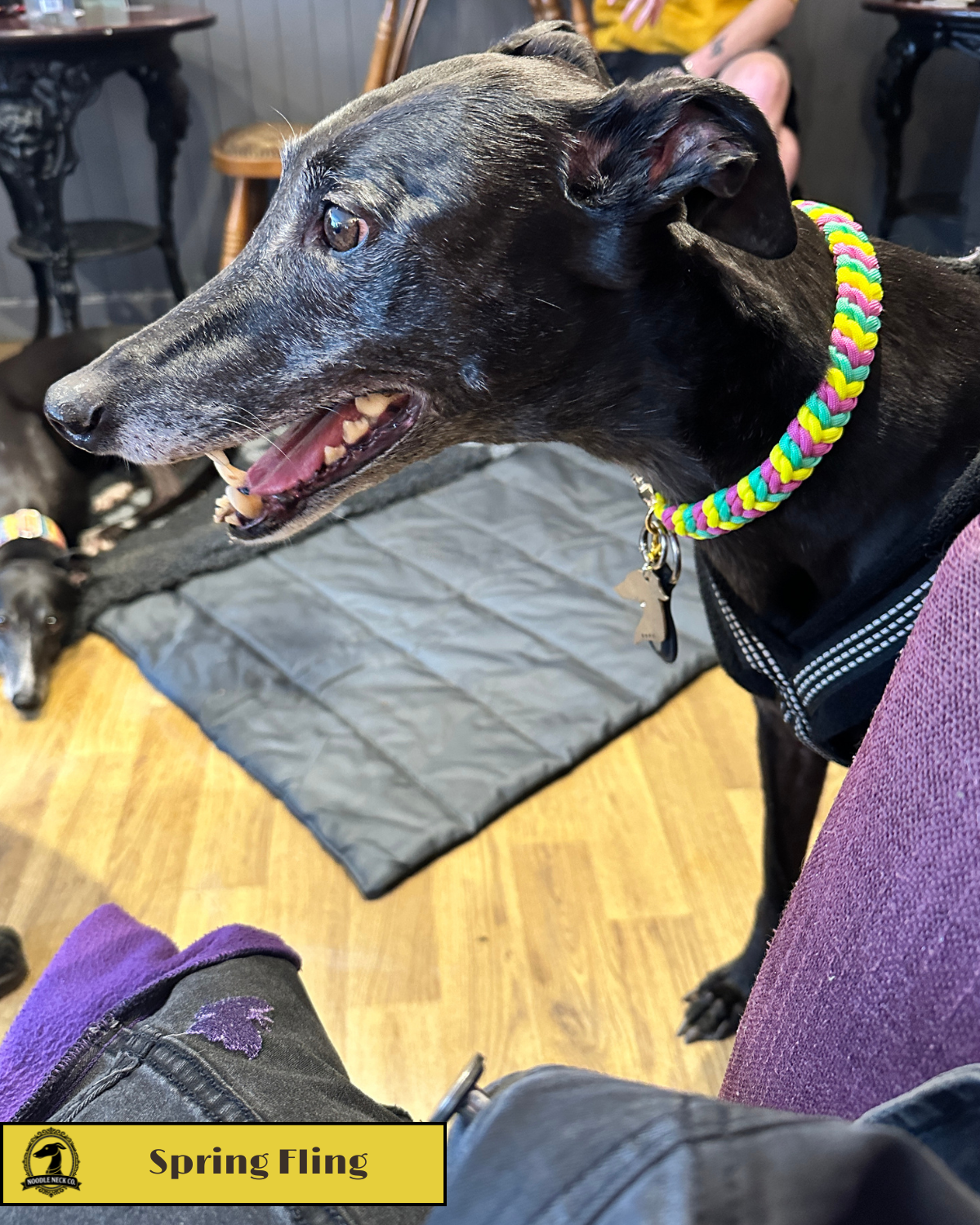 Spring Fling - Limited Edition Collar