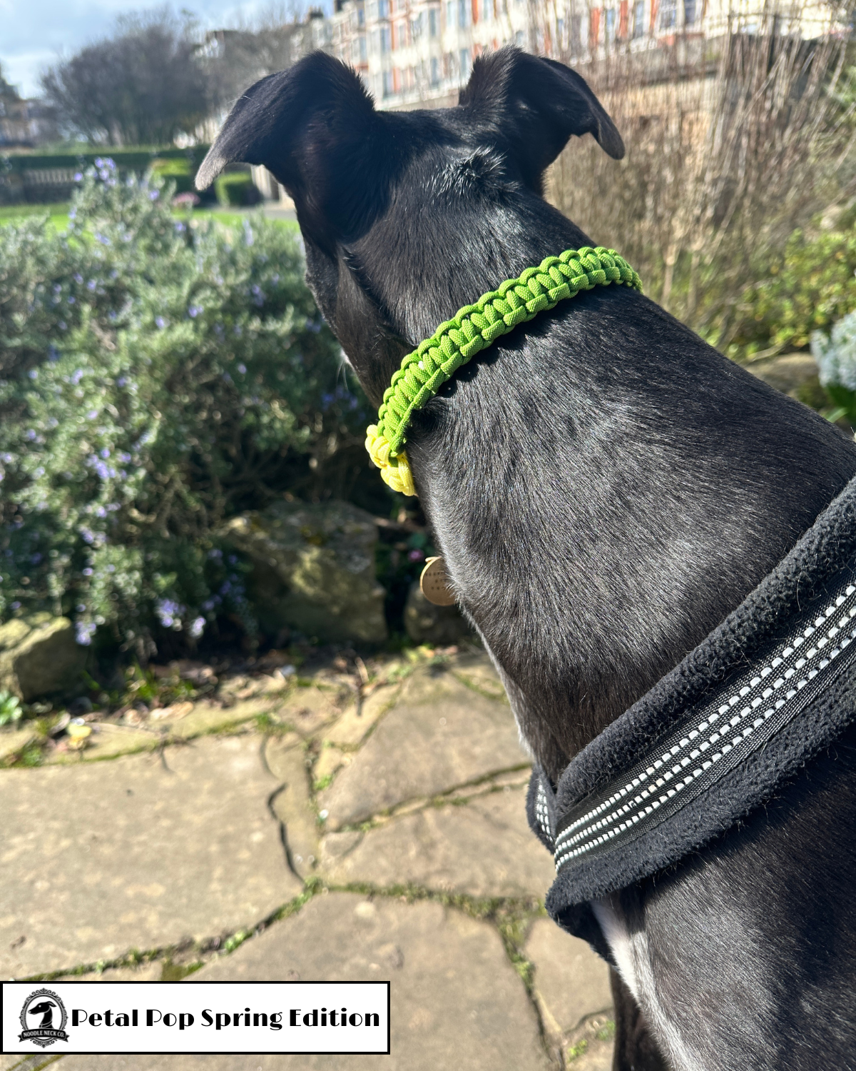 Petal Pop Tag Collar- Spring Edition - Image 2