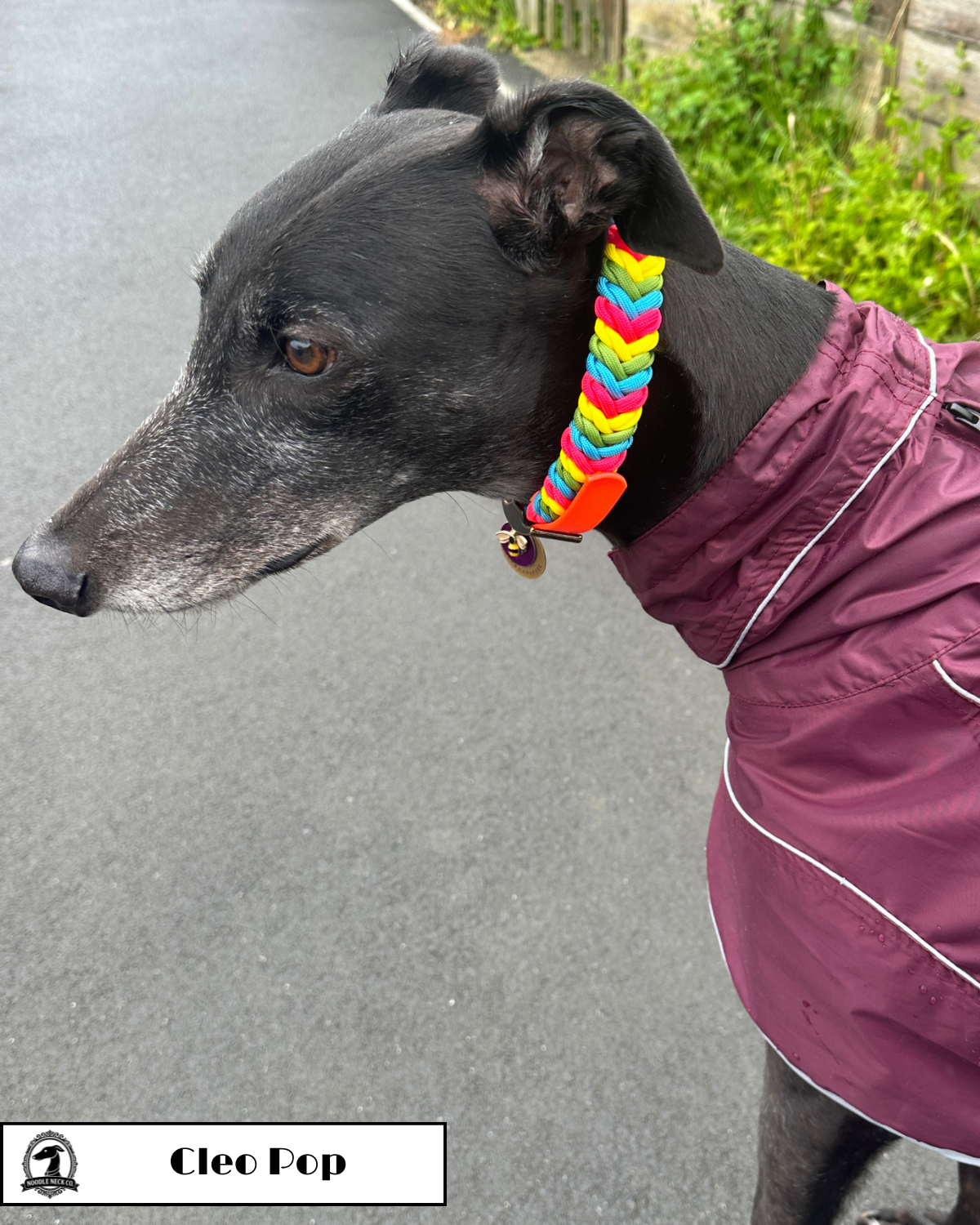 Cleo Pop Adjustable Collar - Image 4