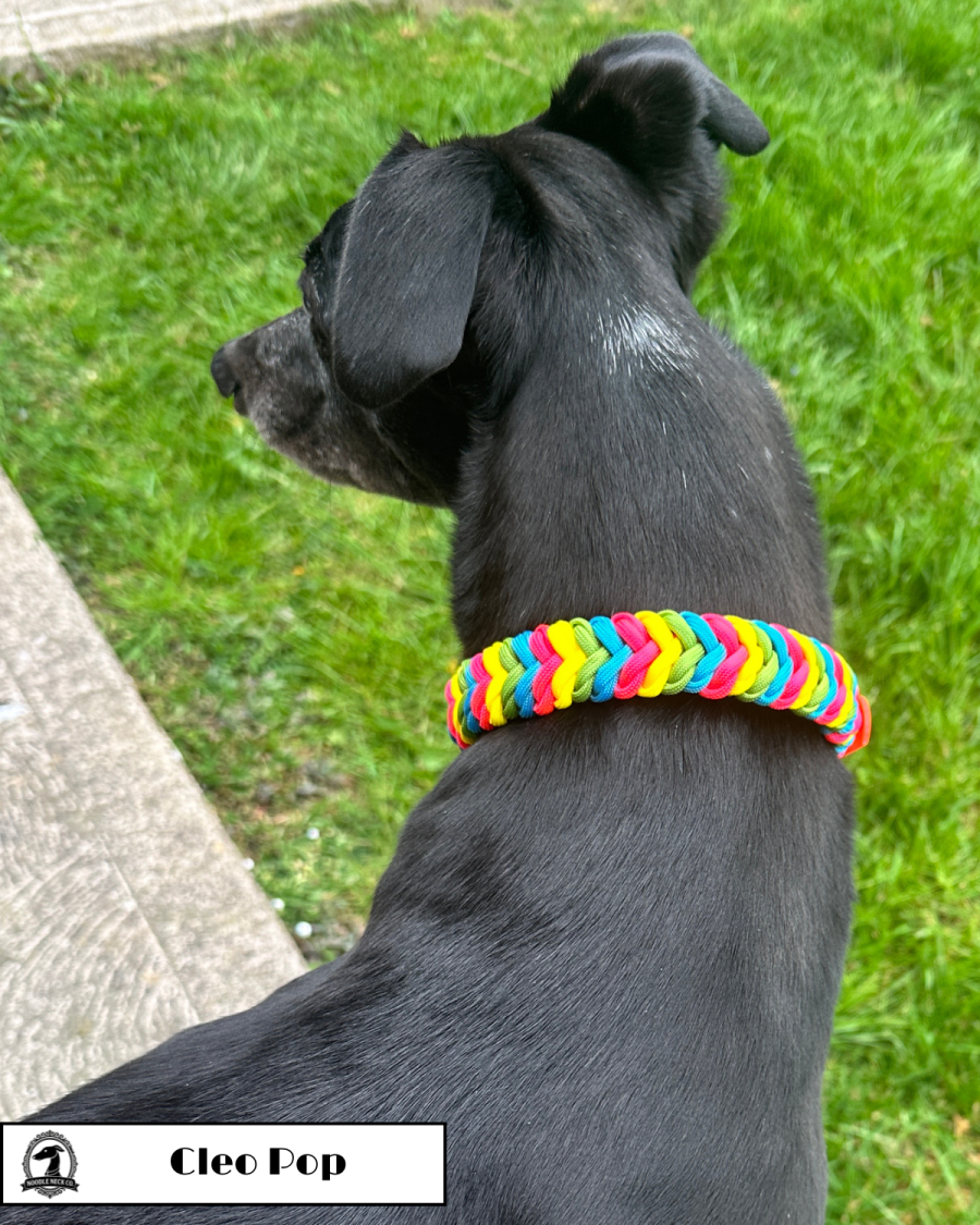 Cleo Pop Adjustable Collar